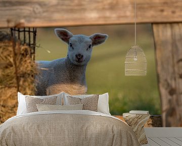 cuckoo !!! Texel lamb doing peekaboo by Texel360Fotografie Richard Heerschap