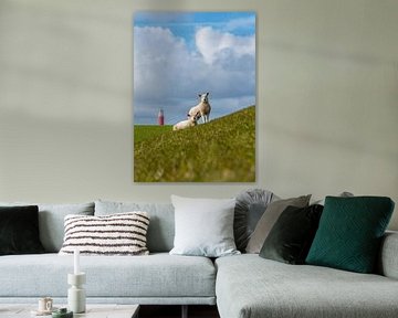 lambs at the Texel lighthouse