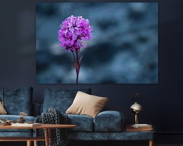 Purple flower against gray background in Greenland by Martijn Smeets