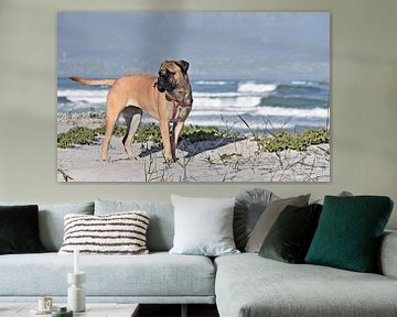 een boerboel en duinen in het ochtendlicht van Werner Lehmann