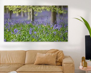 Bluebells in the Haller forest by Barbara Brolsma