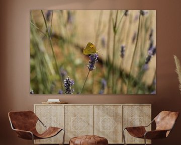 Butterfly on lavender bush by Christel Smits