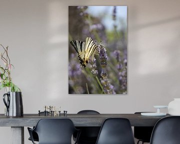 Swallowtail butterfly by Christel Smits