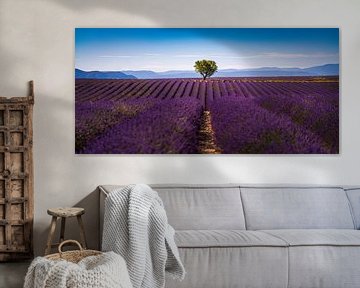 Champs de lavande, Valensole, France sur Bart Claes Photography