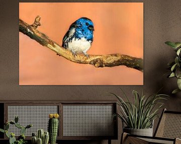 blue turquoise tanager bird sitting on a branch by Mario Plechaty Photography