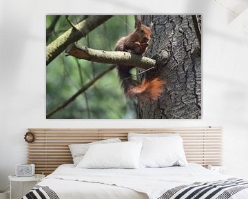 Eichhörnchen im Wald. von Barry Randsdorp