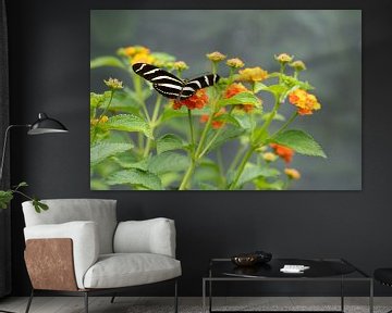 valse monarchvlinder op oranje bloemen van Mel van Schayk