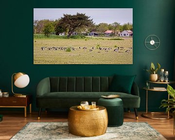 Grazing geese on Schiermonnikoog by Rob Boon