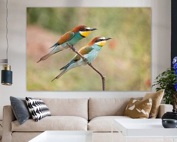 Birds | European Bee-eaters - Greece by Servan Ott