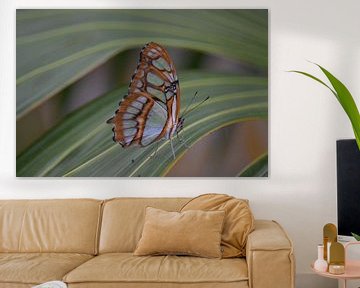 Malachietvlinder op een blad van Barry Randsdorp