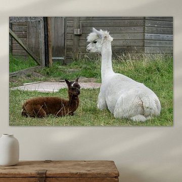 Alpaca met veulentje
