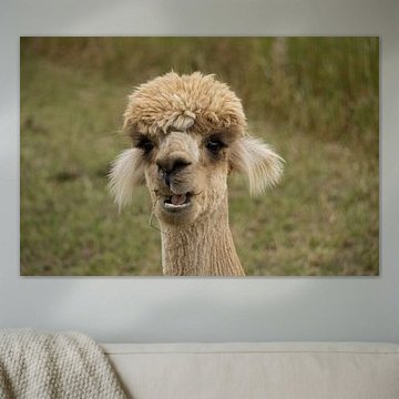 Alpaca Sjakie