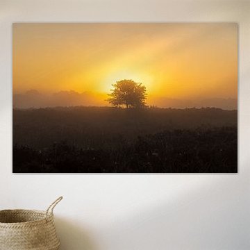 Sunrise, sunset, heather, fog, mist, colorful, Drenthe, Exloo, Poolshoogte, heathland, s