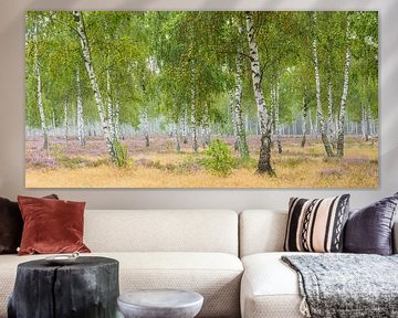 Birch forest and blooming heath by Daniela Beyer