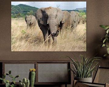 Groep olifanten in Zuid Afrika van Lydia van Wingerden