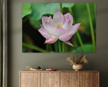Lotusbloem van Ivette van Zeijl