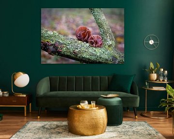 Judas ear, Auricularia auricula-judae in the forest on a dead tree trunk by Heiko Kueverling