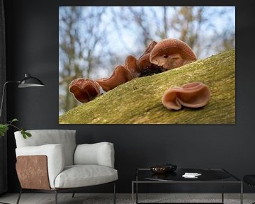 Judasoor, Auricularia auricula-judae in het bos op een dode boomstam van Heiko Kueverling