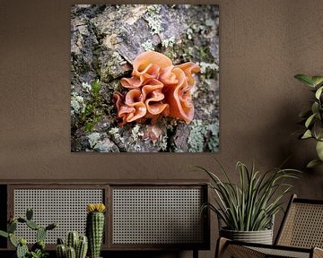 Judasoor, Auricularia auricula-judae in het bos op een dode boomstam