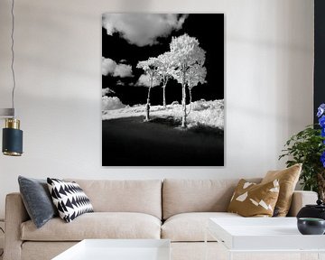 Drie smalle bomen van AR Photography and Beyond
