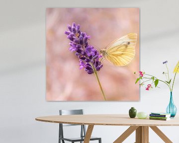 Klein koolwitje vlinder op lavendel van Dafne Vos