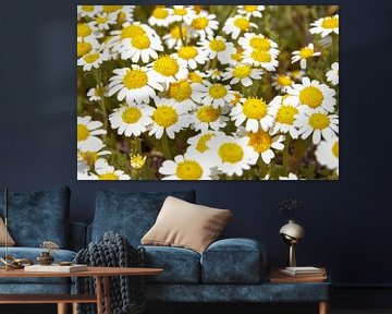 Field with daisies by Bianca ter Riet