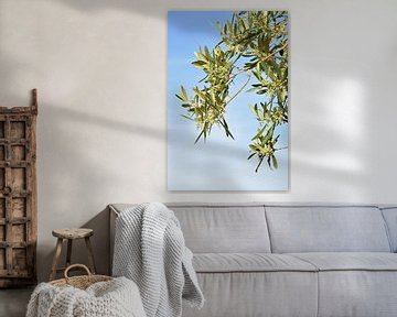 Olivenknospen auf einem Zweig auf blauem Hintergrund von Bianca ter Riet