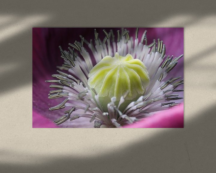 Sfeerimpressie: Art of a flower, Klaproos Macrofotografie van Watze D. de Haan