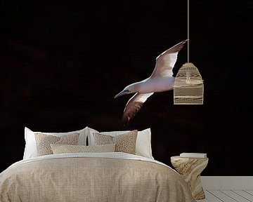 "Basstölpel im Flug" von Madleen Sophie