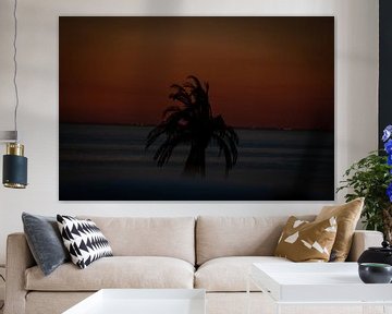 Palm tree by Sebastian Stef