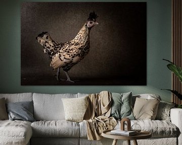 De la collection des poulets. sur ramona stoker