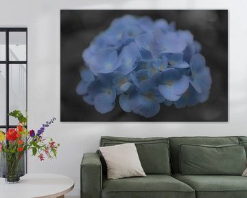 Hortensia van Ans Bastiaanssen