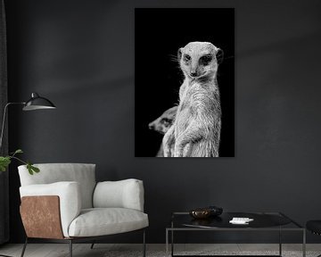 Meerkat by Tom Van den Bossche