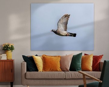 A pigeon in flight by Teresa Bauer