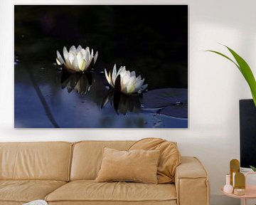 Waterlilies in the moonlight by Roswitha Lorz