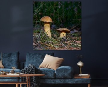 Sand boletus, Suillus variegatus on the forest floor by Heiko Kueverling