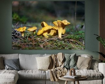 Chanterelles on the forest floor in autumn by Heiko Kueverling