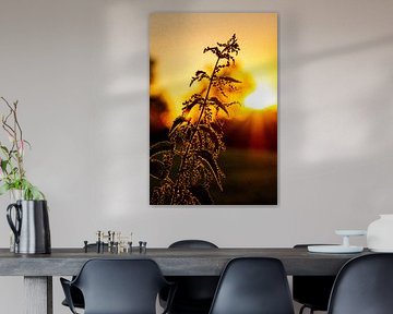 Nettle in front of sunset with bokeh by Stefan Kreisköther