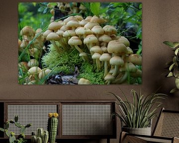 mushrooms together