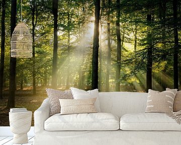 Sunbeams in the forest at sunrise | Utrechtse Heuvelrug by Sjaak den Breeje