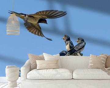 Een zwaluw maakt nog geen zomer