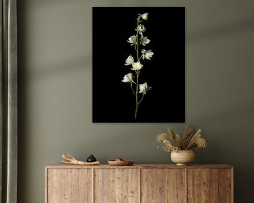 fleur solo fine-art sur Flower artist Sander van Laar
