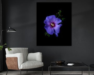 solo bloem fine-art "Hibiscus" van Sander Van Laar