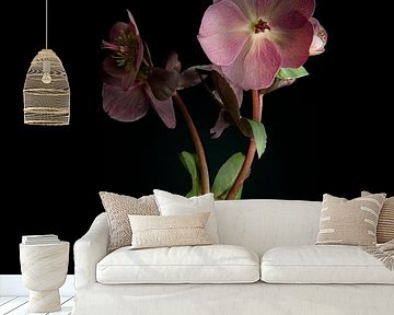 Solo fine-art flower by Fine Art Flower - Artist Sander van Laar