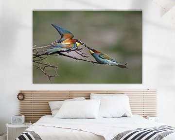 the male Bee-eater is feeding the female sur LTD photo