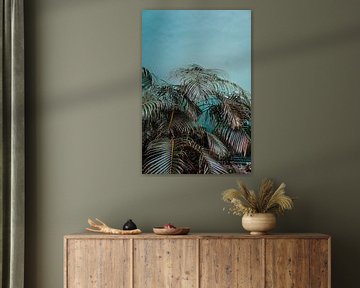 Curacao palm tree by shanine Roosingh