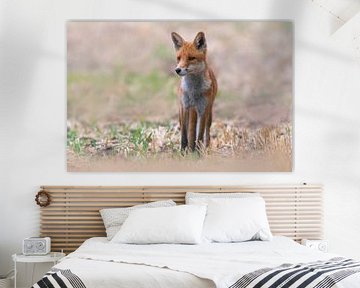 Jonge rode vos die in een veld staat en de omgeving observeert van Mario Plechaty Photography