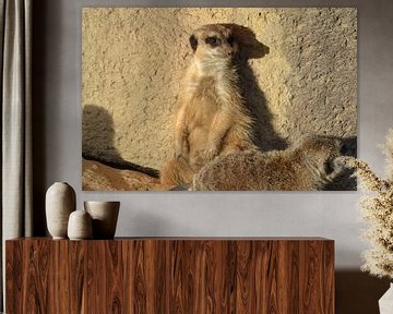 Meerkat resting against wall by Barry Randsdorp