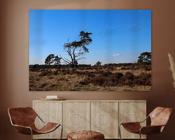 Les landes aux Pays-Bas sur Kevin Kamps