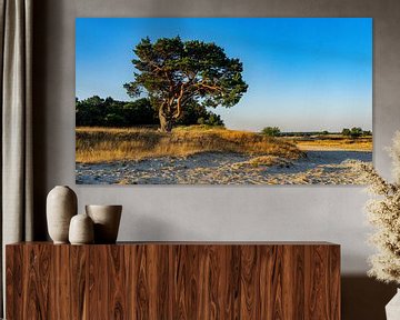 Zonsopkomst boom in Loonse en Drunense Duinen
